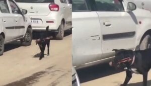Stray dog carrying amputated human foot near Shimla hospital