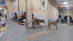 Stray dog urinates on hospital wall as patients sit on floor nearby