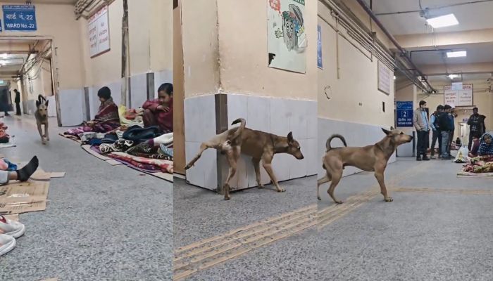 Stray dog urinates on hospital wall as patients sit on floor nearby