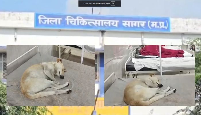 Stray dog sleeping on patient bed in Sagar hospital ward