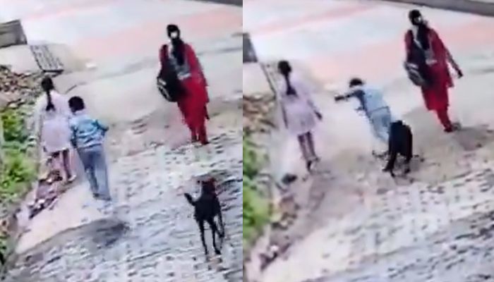Stray dog attacks young boy walking with mother in Himachal Pradesh town