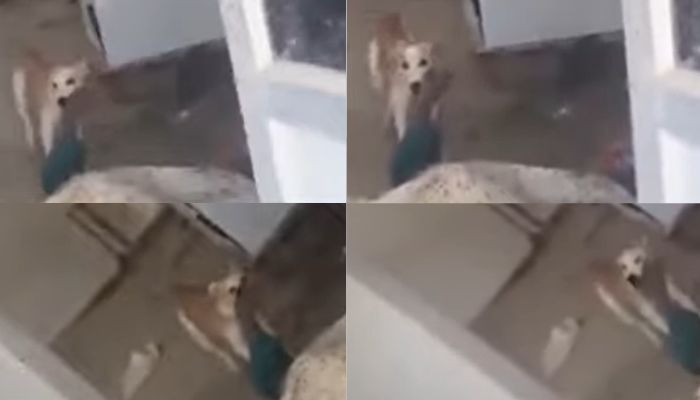 Stray dog seen mutilating corpse inside Jadcherla government hospital mortuary in Telangana